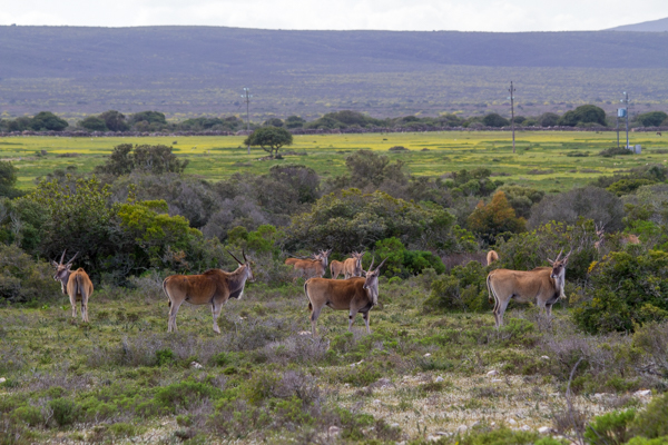 20120812   Sudafrica 1268